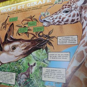 Okapi and giraffe sign -Bioparc de Doué la Fontaine (2025)