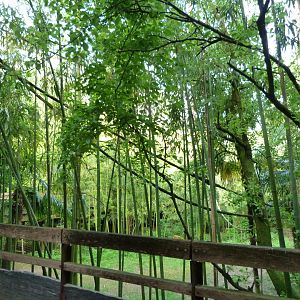 "Le Sanctuaire des okapis" view -Bioparc de Doué la Fontaine (2025)