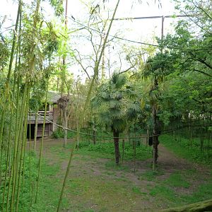 Okapi exhibit -Bioparc de Doué la Fontaine (2025)