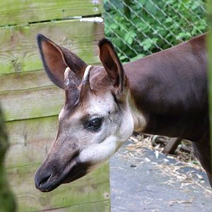 Okapi -Bioparc de Doué la Fontaine (2025)