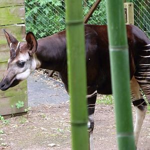 Okapi -Bioparc de Doué la Fontaine (2025)