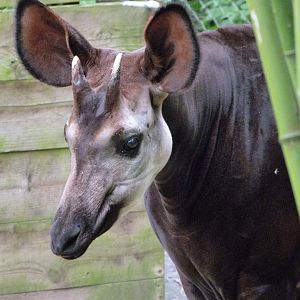 Okapi -Bioparc de Doué la Fontaine (2025)