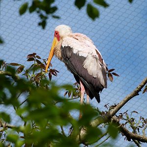 Yellow-billed stork -Bioparc de Doué la Fontaine (2025)