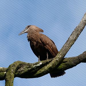 Hamerkop -Bioparc de Doué la Fontaine (2025)