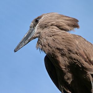 Hamerkop -Bioparc de Doué la Fontaine (2025)