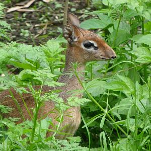 Kirk's dik-dik -Bioparc de Doué la Fontaine (2025)