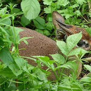 Kirk's dik-dik -Bioparc de Doué la Fontaine (2025)