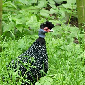 Eastern crested guineafowl -Bioparc de Doué la Fontaine (2025)