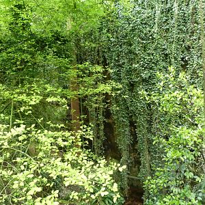 "Le Sanctuaire des okapis" view -Bioparc de Doué la Fontaine (2025)