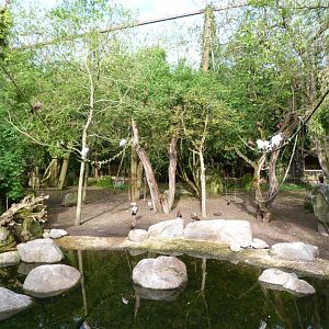 Okapi exhibit and water point -Bioparc de Doué la Fontaine (2025)