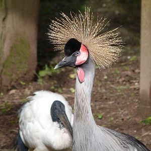 Eastern grey-crowned crane -Bioparc de Doué la Fontaine (2025)