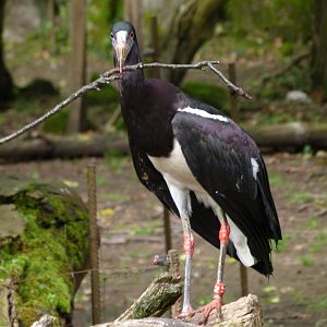 Abdim's stork -Bioparc de Doué la Fontaine (2025)