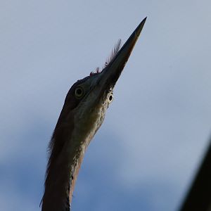 Goliath heron -Bioparc de Doué la Fontaine (2025)