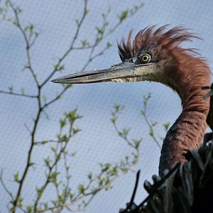Goliath heron -Bioparc de Doué la Fontaine (2025)