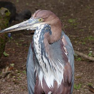 Goliath heron -Bioparc de Doué la Fontaine (2025)