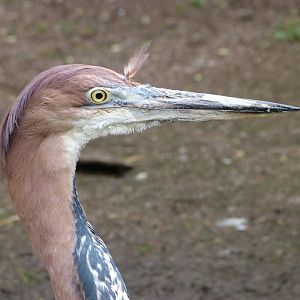 Goliath heron -Bioparc de Doué la Fontaine (2025)