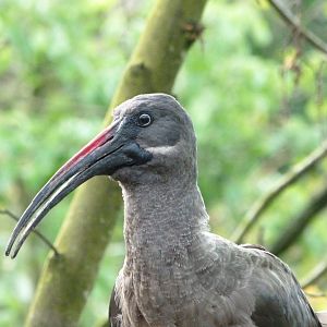 Hadada ibis -Bioparc de Doué la Fontaine (2025)