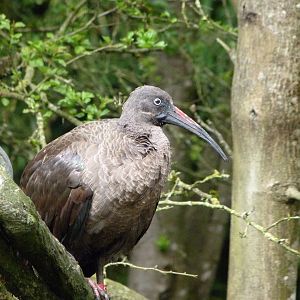 Hadada ibis -Bioparc de Doué la Fontaine (2025)