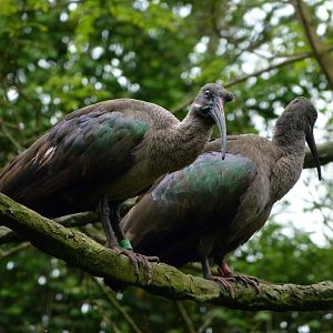 Hadada ibises -Bioparc de Doué la Fontaine (2025)