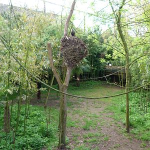 Okapi exhibit -Bioparc de Doué la Fontaine (2025)