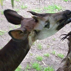 Okapi -Bioparc de Doué la Fontaine (2025)