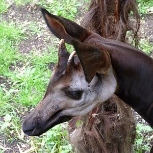 Okapi -Bioparc de Doué la Fontaine (2025)