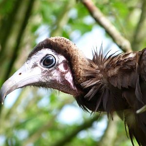 Hooded vulture -Bioparc de Doué la Fontaine (2025)