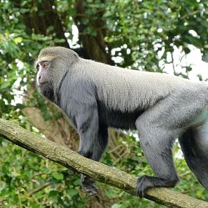Owl-faced monkey -Bioparc de Doué la Fontaine (2025)