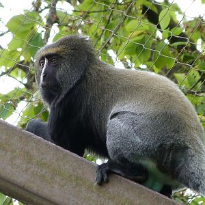 Owl-faced monkey -Bioparc de Doué la Fontaine (2025)