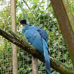 Great blue turaco -Bioparc de Doué la Fontaine (2025)