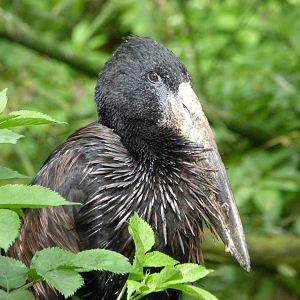 African openbill -Bioparc de Doué la Fontaine (2025)