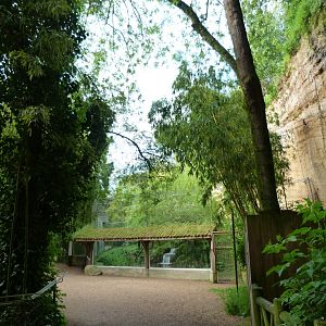 Leopard canyon view -Bioparc de Doué la Fontaine (2025)