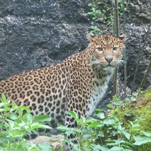 Javan leopard -Bioparc de Doué la Fontaine (2025)