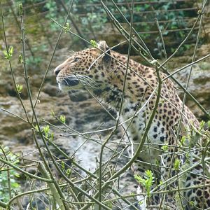 Javan leopard -Bioparc de Doué la Fontaine (2025)