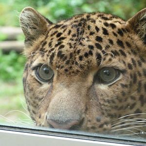 Javan leopard -Bioparc de Doué la Fontaine (2025)
