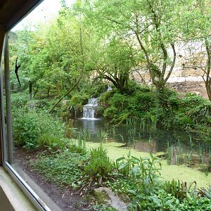 Sri Lankan leopard exhibit -Bioparc de Doué la Fontaine (2025)
