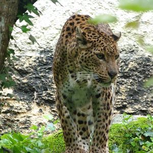 Sri Lankan leopard -Bioparc de Doué la Fontaine (2025)