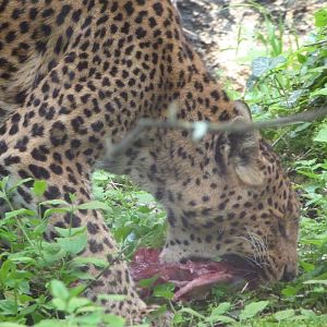 Sri Lankan leopard -Bioparc de Doué la Fontaine (2025)