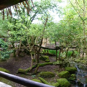 Himalayan red panda and Reeves' muntjac exhibit -Bioparc de Doué la Fontaine (2025)