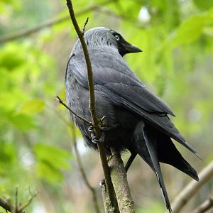 Western jackdaw -Bioparc de Doué la Fontaine (2025)