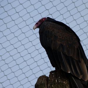 Turkey vulture -Bioparc de Doué la Fontaine (2025)