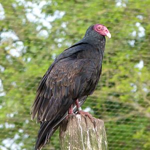 Turkey vulture -Bioparc de Doué la Fontaine (2025)