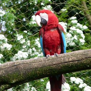 Green-winged macaw -Bioparc de Doué la Fontaine (2025)