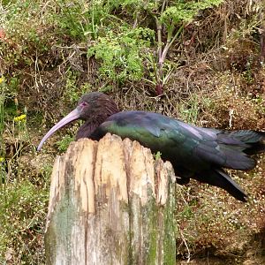 Puna ibis -Bioparc de Doué la Fontaine (2025)