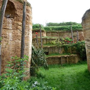 Six-banded armadillo exhibit within South American aviary -Bioparc de Doué la Fontaine (2025)
