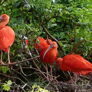 Scarlet ibises -Bioparc de Doué la Fontaine (2025)