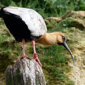 Black-faced ibis -Bioparc de Doué la Fontaine (2025)