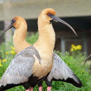 Black-faced ibises -Bioparc de Doué la Fontaine (2025)