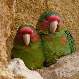 Mirted parakeets -Bioparc de Doué la Fontaine (2025)