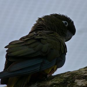 Chilean burrowing parrot -Bioparc de Doué la Fontaine (2025)